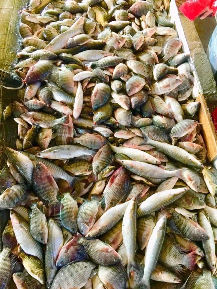 اسعار السمك اليوم