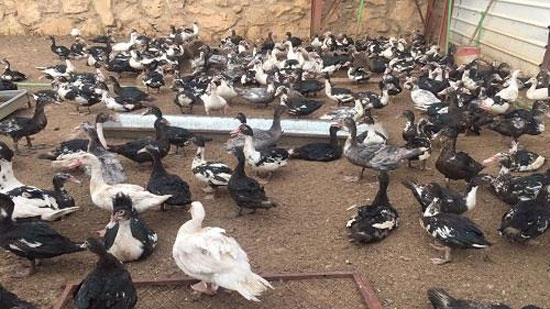 البط المسكوفي