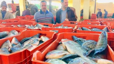 أسعار السمك