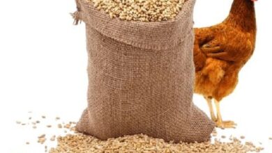 أسعار الأعلاف بالأسواق اليوم