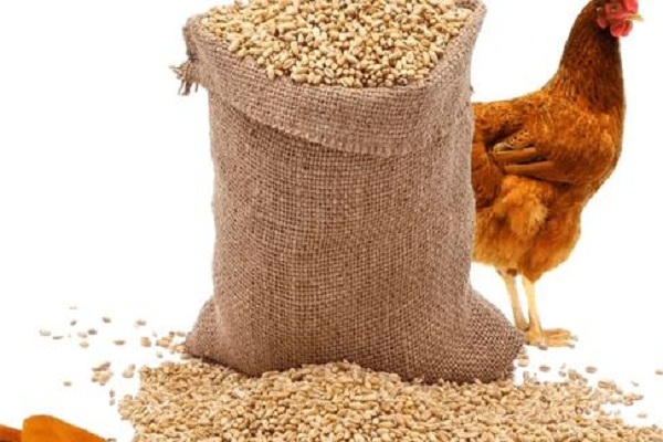 أسعار الأعلاف بالأسواق اليوم