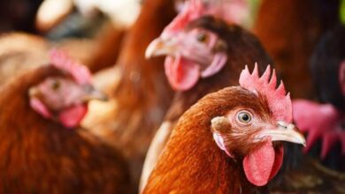 أسعار الدواجن اليوم