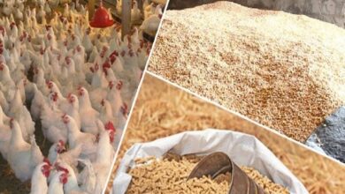 أسعار الأعلاف