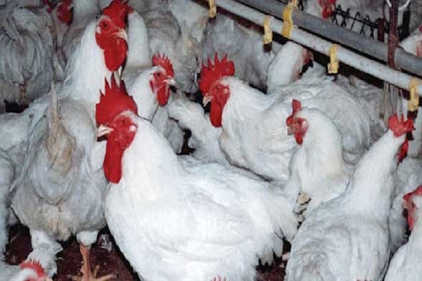 أسعار الدواجن