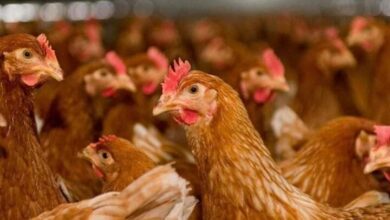 بورصة الدواجن