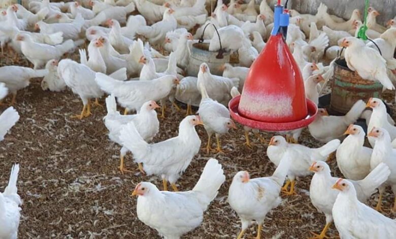 منتجي الدواجن