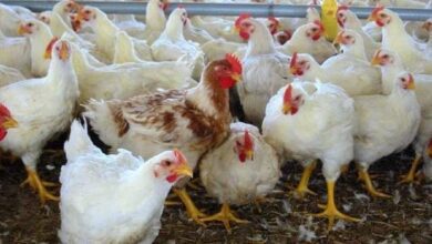 أسعار الدواجن