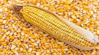 الذرة الأرجنتيني