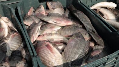أسعار الأسماك اليوم