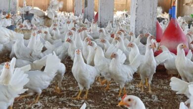 الدواجن اليوم