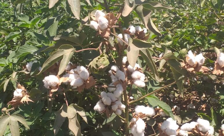 القطن