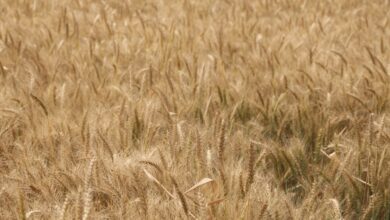 شحنات القمح