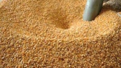 الأعلاف اليوم