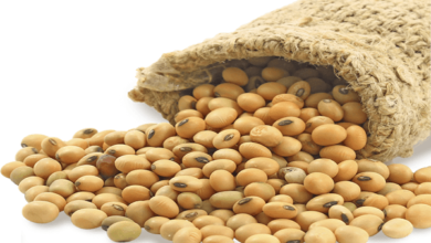 خامات الأعلاف