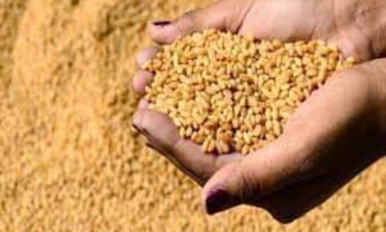 إنتاج مصر من القمح