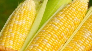 أسعار الذرة اليوم -