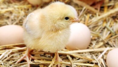 أسعار الكتاكيت