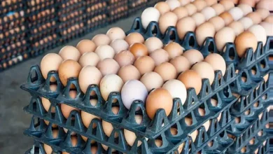 كرتونة البيض - أسعار البيض اليوم