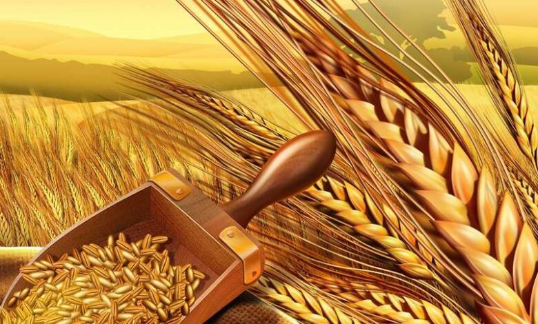 دعم الأمن الغذائي