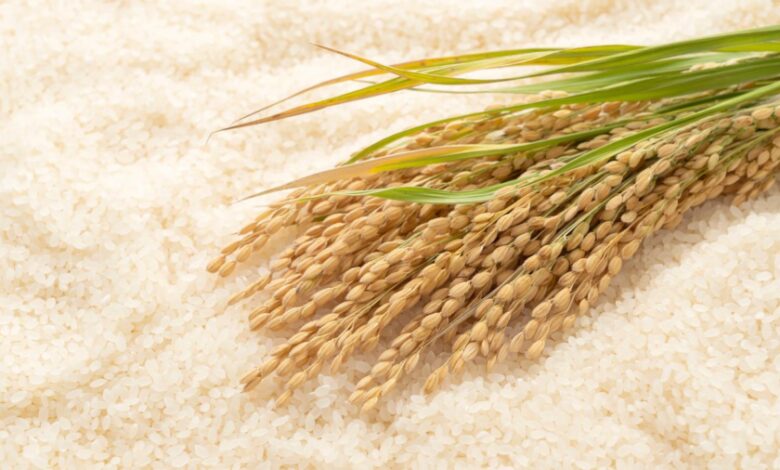 مضارب الجمهورية