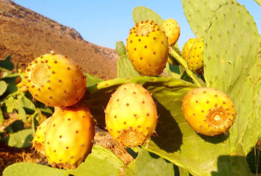 التين الشوكي