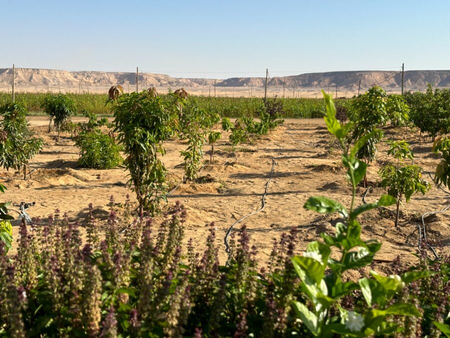 النباتات الطبية والعطرية