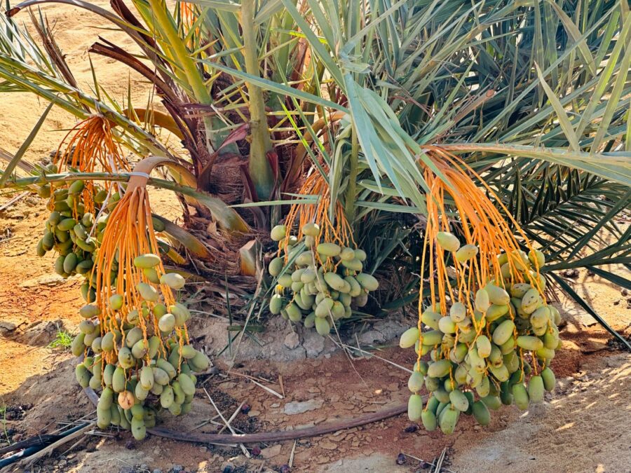 محصول نخيل المجدول في شركة مروج الياسمين