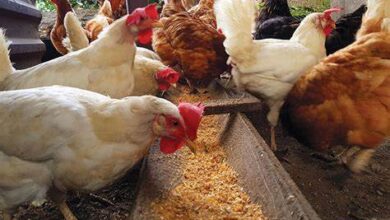 أسعار الفراخ