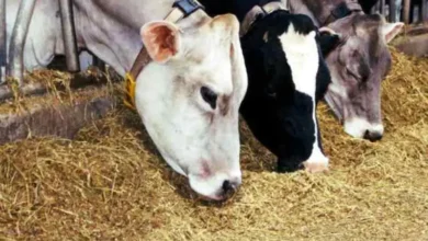 أسعار الأعلاف اليوم