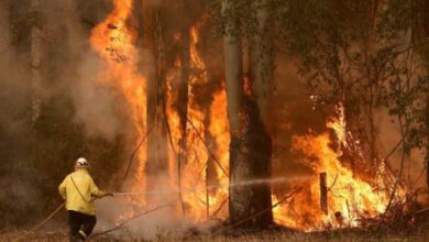 10 ملايين كرونة تشيكية لخسائر حرائق الغابات جنوبي البلاد