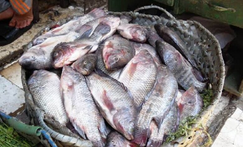 أسعار الأسماك البلطي