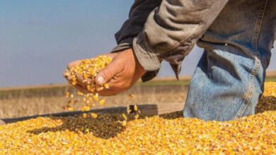 أسعار الأعلاف