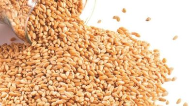 القمح الأمريكي