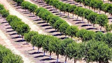 100 مليون شجرة