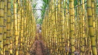 محصول قصب السكر