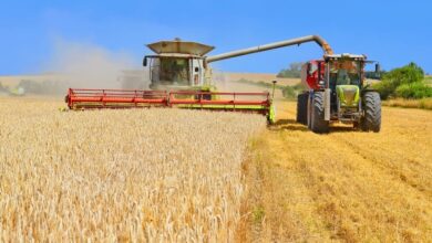 موسم الحصاد في أوكرانيا