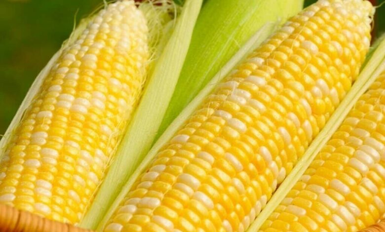 الذرة