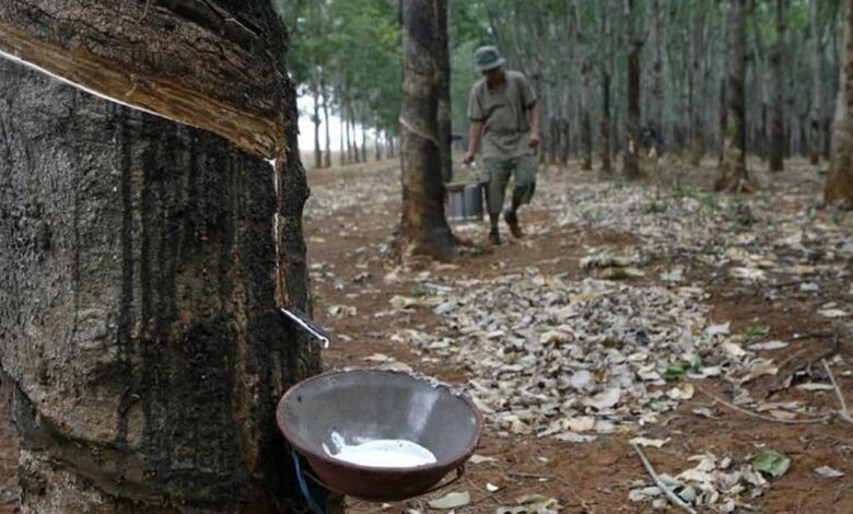 ارتفعت العقود الآجلة للمطاط الياباني