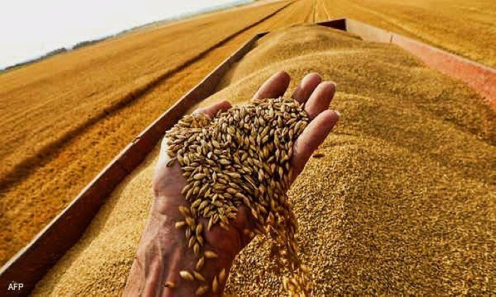 الاحتياطي الاستراتيجي من القمح
