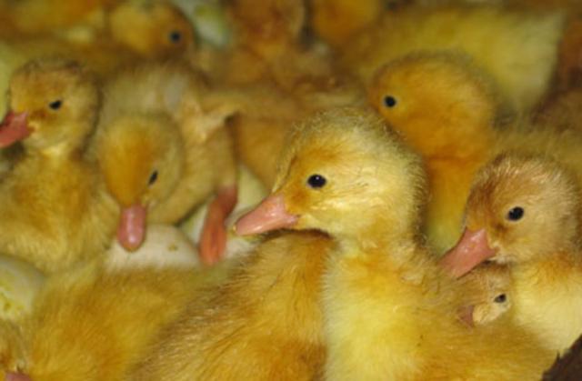 كتاكيت البط