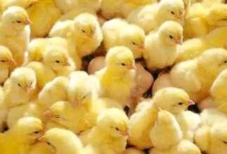 الكتاكيت اليوم