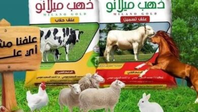 أعلاف ذهب ميلانو