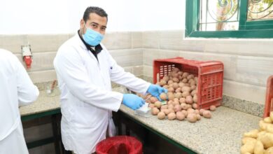 مكافحة العفن البني في البطاطس