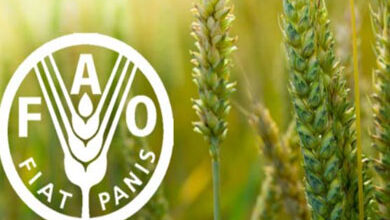 منظمة الأغذية والزراعة التابعة للأمم المتحدة