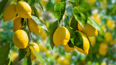 نمو صادرات مصر من الليمون