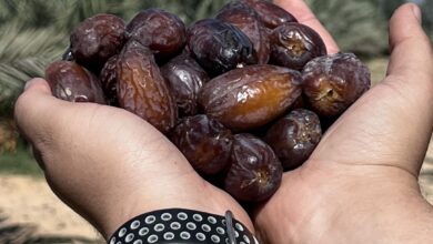 تمور شركة هيماز فارم