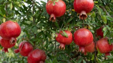 الرمان - أسعار الفاكهة اليوم