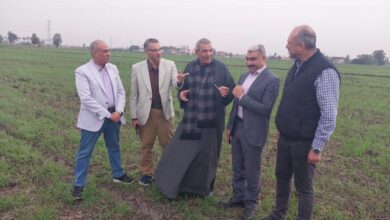 زراعة القمح