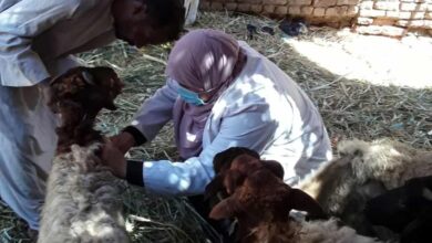 مرض الطاعون المجترات