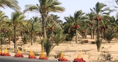 نخيل البلح - توصيات فنية